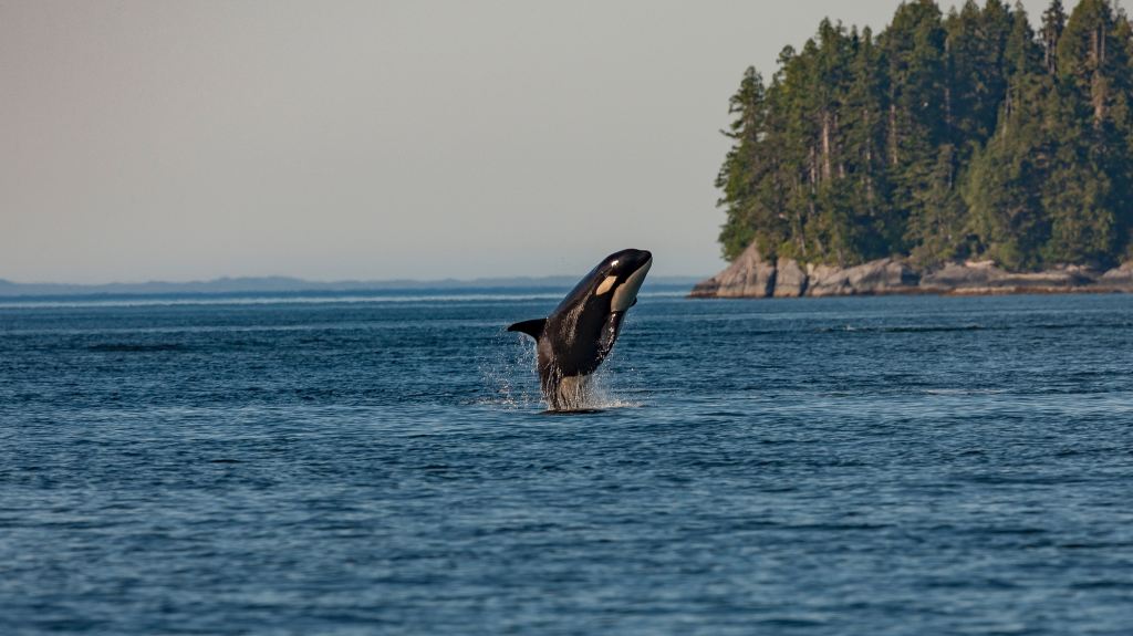 A orca dividing out of the ocean 