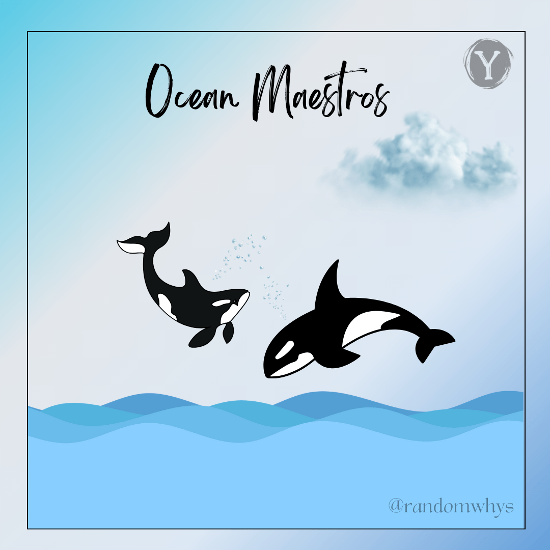 Beyond Black & White: The Wonders of&nbsp;Orcas!