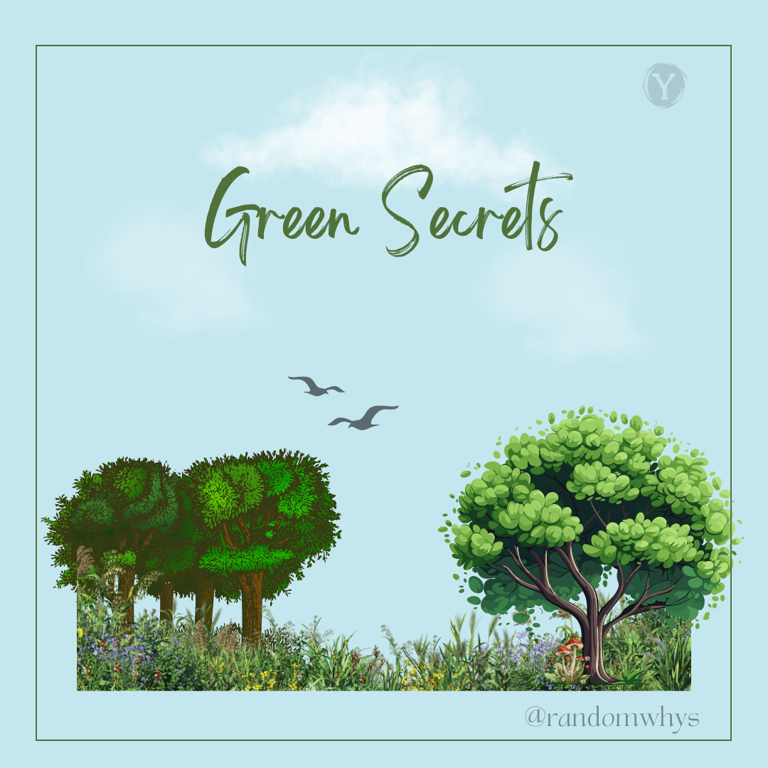 The Plant Kingdom Uncovered: Secrets&nbsp;Revealed!