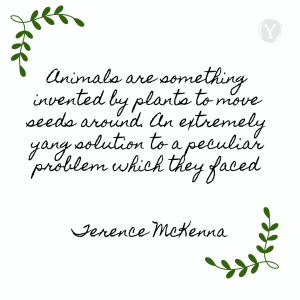 Animals are something invented by plants to move seeds around.