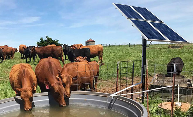 Cow drinking water from a tank with a solar panels on its side.