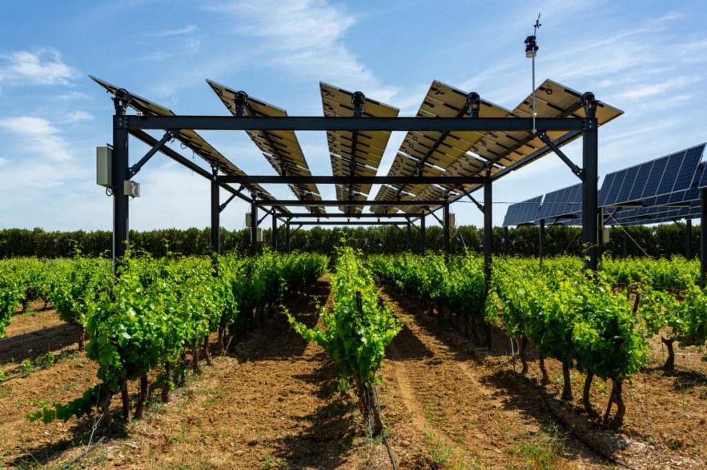 Crops growing under the solar panels on a bright sun day.