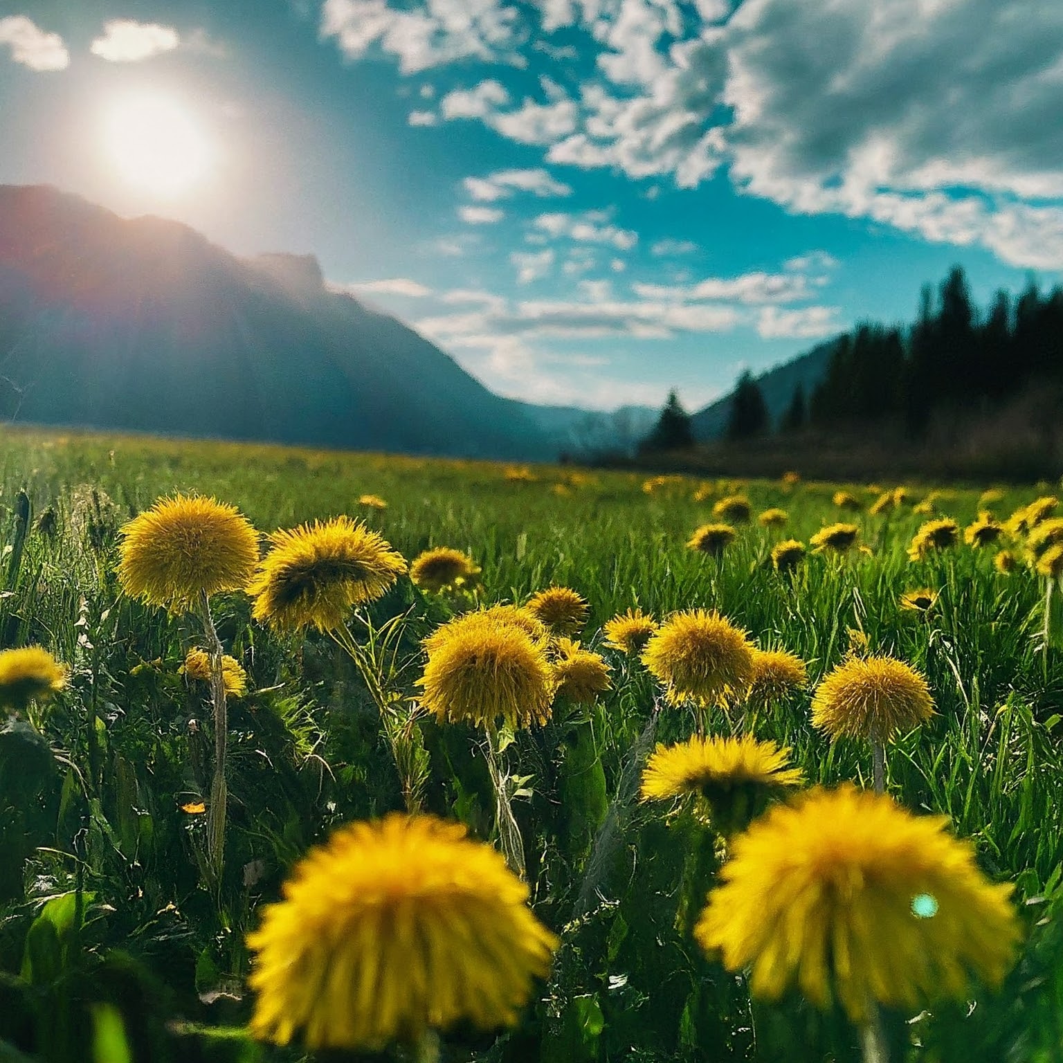 A photo of a field of yellow dandelions with mountains in the background.