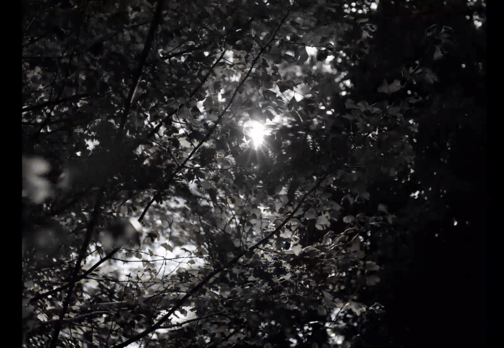 Sun rays piercing through the gaps of leaves in the branches
