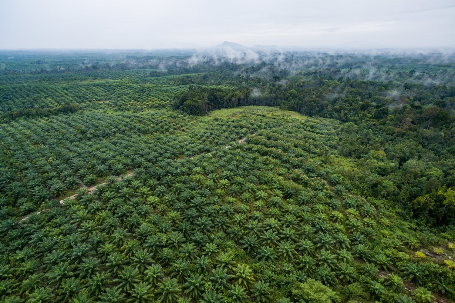 Aerial view of palm oil plantation