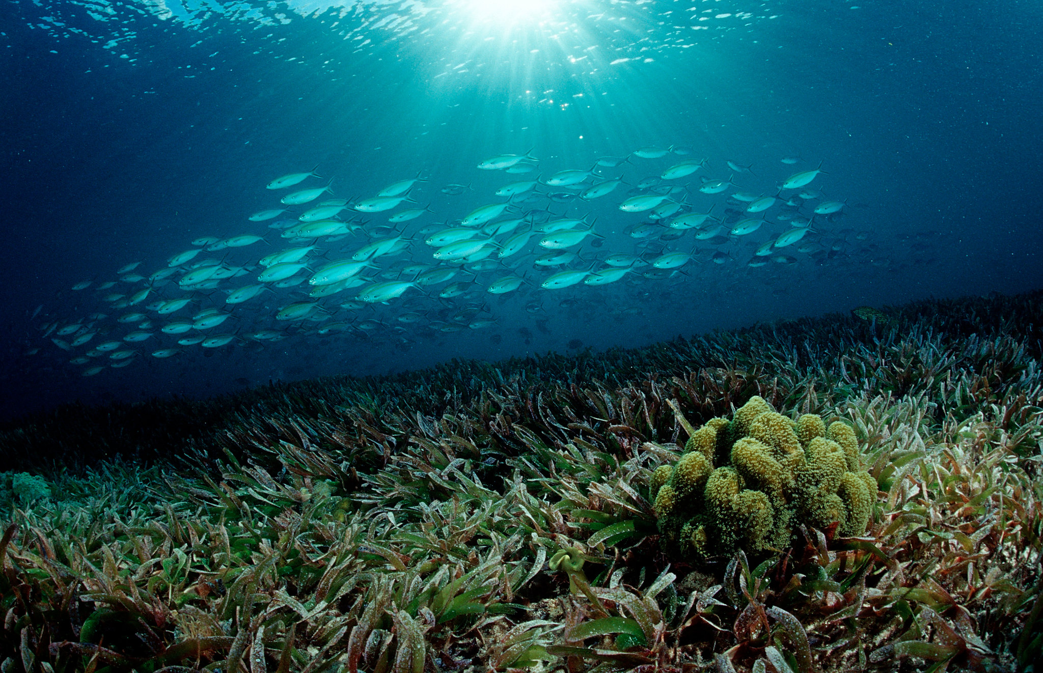 A lush seagrass meadow teeming with fish.