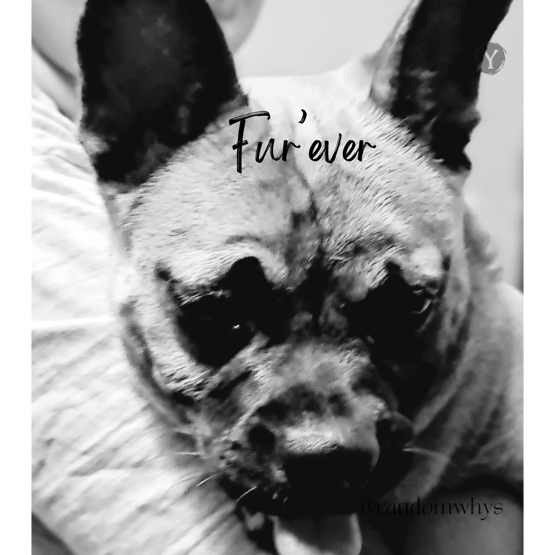 Fur’ever