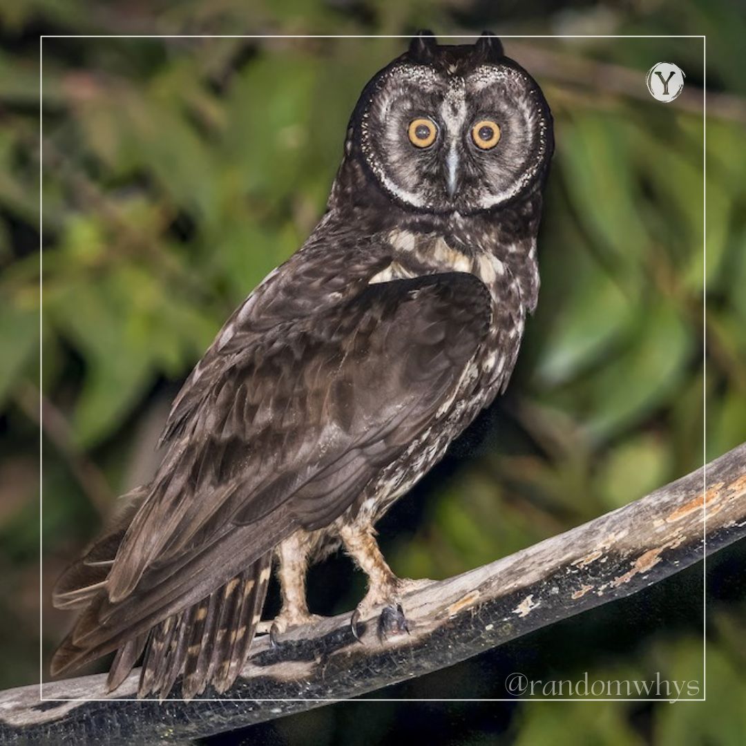 A Wise Old&nbsp;Owl!