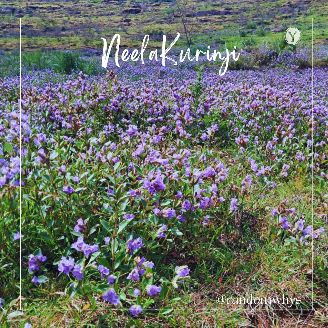 #Agri09: Neelakurinji!